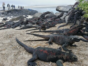 Marine iguanas